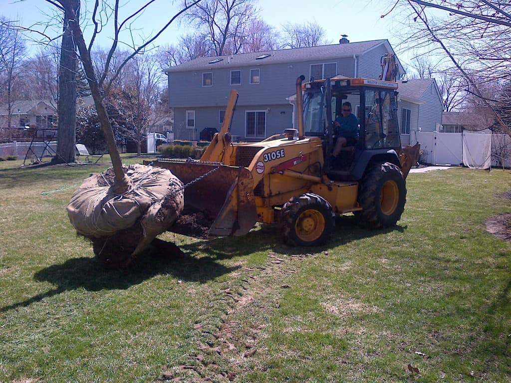 Removing and Planting a Large Tree in Whippany