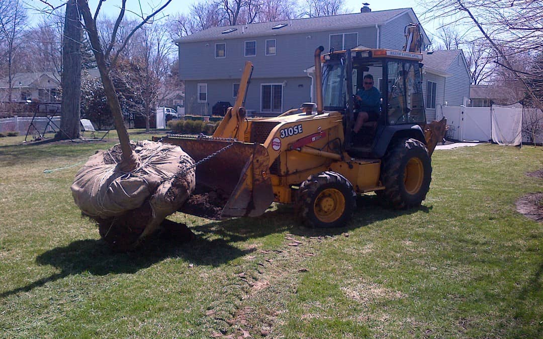 Removing and Planting a Large Tree in Whippany